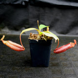 Nepenthes Song of Melancholy x mira, CAR-0124, pitcher plant, carnivorous plant, collectors plant, large pitchers, rare plants