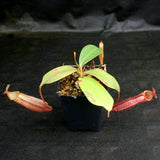 Nepenthes Song of Melancholy x mira, CAR-0124, pitcher plant, carnivorous plant, collectors plant, large pitchers, rare plants