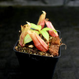 Nepenthes Song of Melancholy x mira, CAR-0124, pitcher plant, carnivorous plant, collectors plant, large pitchers, rare plants