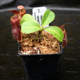 Nepenthes lowii x campanulata