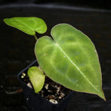 Anthurium forgetii Dark Form, CAR-0203