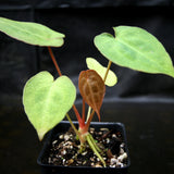 Anthurium forgetii Dark Form, CAR-0203