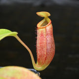 Nepenthes robcantleyi x jacquelineae, BE-4028