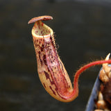 Nepenthes stenophylla, BE-3905