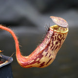 Nepenthes stenophylla, BE-3905