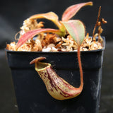 Nepenthes stenophylla, BE-3905