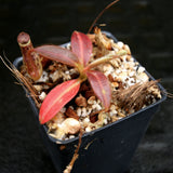 Nepenthes stenophylla, BE-3905