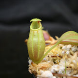 Nepenthes ovata, BE-3919