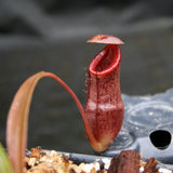 Nepenthes singalana x tenuis