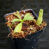 Nepenthes maxima, BE-4081, pitcher plant, carnivorous plant, collectors plant, large pitchers, rare plants