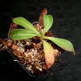 Nepenthes talangensis x glandulifera, BE-3665