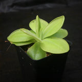 Pinguicula moranensis 'Superba' Butterwort