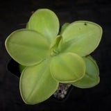  Pinguicula moranensis 'superba' butterwort, Butterwort, carnivorous plant, gnat eating plant, beginner plant, fungus gnat eating plant, easy to grow, ping, Mexican butterwort, ping plant.