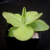 Pinguicula moranensis 'Superba' Butterwort