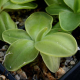 Pinguicula moranensis 'Superba' Butterwort