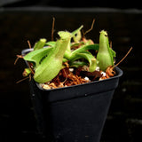 Nepenthes truncata (JB x Pasian Red), CAR-0205