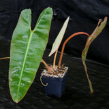 Philodendron billietiae