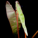 Philodendron billietiae