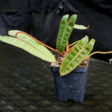 Philodendron billietiae