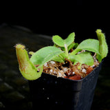 Nepenthes truncata (JB x (c)-A), CAR-0206