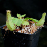 Nepenthes truncata (JB x (c)-A), CAR-0206