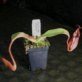 Nepenthes tiveyi "Sarawak Red"