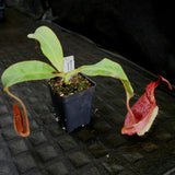 Nepenthes tiveyi "Sarawak Red"