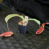 Nepenthes tiveyi "Sarawak Red"