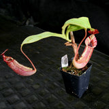 Nepenthes tiveyi "Sarawak Red"