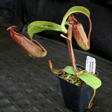 Nepenthes tiveyi "Sarawak Red"