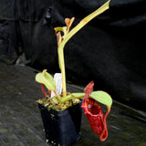 Nepenthes tiveyi "Sarawak Red"