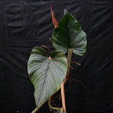 Philodendron serpens