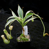 Nepenthes graciliflora variegated