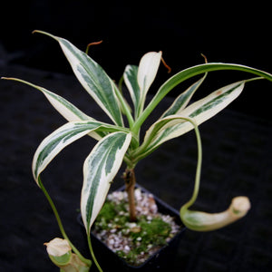 Nepenthes graciliflora variegated