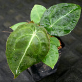 Anthurium forgetii x villenaorum, CAR-0208