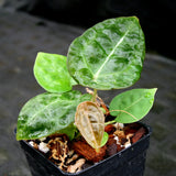 Anthurium forgetii x villenaorum, CAR-0208