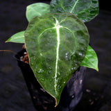 Anthurium forgetii x villenaorum, CAR-0208