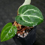 Anthurium crystallinum x magnificum, CAR-0209