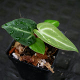 Anthurium crystallinum x magnificum, CAR-0209