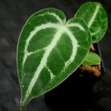 Anthurium magnificum x crystallinum