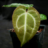 Anthurium magnificum x crystallinum