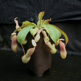 Nepenthes smilesii x (truncata x maxima)-Giant, CAR-0081