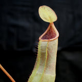 Nepenthes smilesii x (truncata x maxima)-Giant, CAR-0081