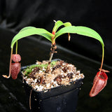 Nepenthes talangensis