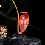 Nepenthes talangensis