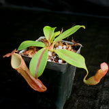 Nepenthes Song of Melancholy, CAR-0129, pitcher plant, carnivorous plant, collectors plant, large pitchers, rare plants 