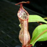 Nepenthes maxima x clipeata