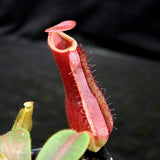 Nepenthes [(lowii x veitchii) x boschiana] x northiana