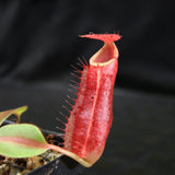 Nepenthes [(lowii x veitchii) x boschiana] x northiana