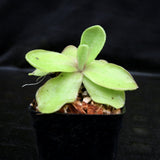 Pinguicula 'Razzberry Blonde' Butterwort